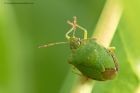 shieldbug_140613b.jpg