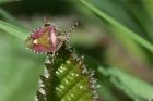 shieldbug_170514g.jpg