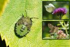 Filename=shieldbug_gdn_130923a.jpg
Filesize=979KB
Dimensions=1300x867
Date added=Aug 28, 2025 shieldbug_gdn_130923a.jpg