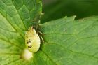 Filename=shieldbug_gdn_270723a.jpg
Filesize=929KB
Dimensions=1300x867
Date added=Aug 28, 2025 shieldbug_gdn_270723a.jpg