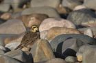 shoreLark_060215g.jpg