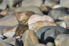 shoreLark_060215i.jpg