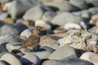 shoreLark_060215n.jpg