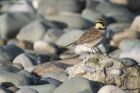 shoreLark_060215p.jpg