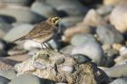 shoreLark_060215q.jpg