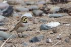 shorelark_061214b.jpg