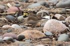 shorelark_061214e.jpg