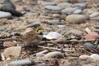 shorelark_061214i.jpg