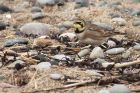 shorelark_061214k.jpg