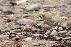 shorelark_061214m.jpg