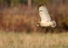 shortEaredOwl_061208d.jpg