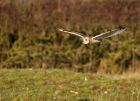 shortEaredOwl_061208e.jpg