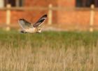 shortEaredOwl_061208i.jpg