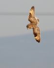 shortEaredOwl_061208o.jpg