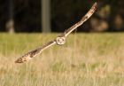 shortEaredOwl_061208r.jpg