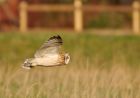 shortEaredOwl_061208u.jpg