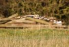 shortEaredOwl_061208v.jpg