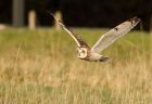 shortEaredOwl_061208x.jpg