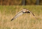 shortEaredOwl_061208y.jpg