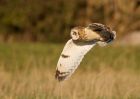 shortEaredOwl_061208z.jpg