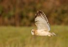 shortEaredOwl_061208zb.jpg