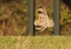 shortEaredOwl_061208zc.jpg