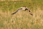 Filename=shortEaredOwl_061208zd.jpg
Filesize=175KB
Dimensions=800x555
Date added=Jan 08, 2009 shortEaredOwl_061208zd.jpg