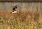 shortEaredOwl_061208ze.jpg