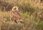 shortEaredOwl_211108a.jpg