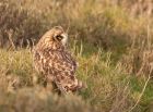 shortEaredOwl_211108b.jpg