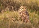 shortEaredOwl_211108e.jpg