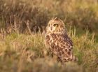 shortEaredOwl_211108f.jpg