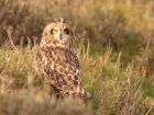Filename=shortEaredOwl_211108g.jpg
Filesize=183KB
Dimensions=800x601
Date added=Nov 22, 2008 shortEaredOwl_211108g.jpg