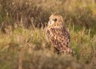 shortEaredOwl_211108k~0.jpg