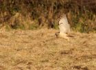 shortearedowl_181108i.jpg