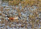 shoveler_011009a.jpg