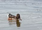 shoveler_020909d.jpg