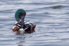 shoveler_021211b.jpg