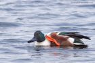 shoveler_021211e.jpg