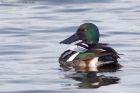 shoveler_021211g.jpg