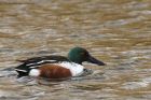 shoveler_030114a.jpg