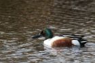 shoveler_030114c.jpg