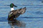 shoveler_040214a.jpg