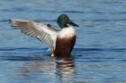 shoveler_040214b.jpg