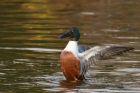 shoveler_040217a.jpg