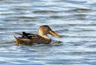 shoveler_040907b.jpg