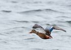 shoveler_040909b.jpg