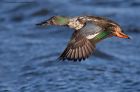 shoveler_050112d.jpg