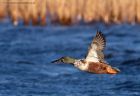 shoveler_050112e.jpg