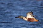 shoveler_050112f.jpg